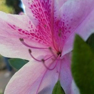 Meet your Posher, Liliana